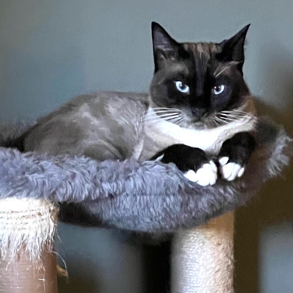 Kitty Kisses from Koda - Picture 4 of 8